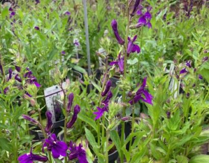 Lobelia speciosa ‘Fan Blue’ (grote pot)