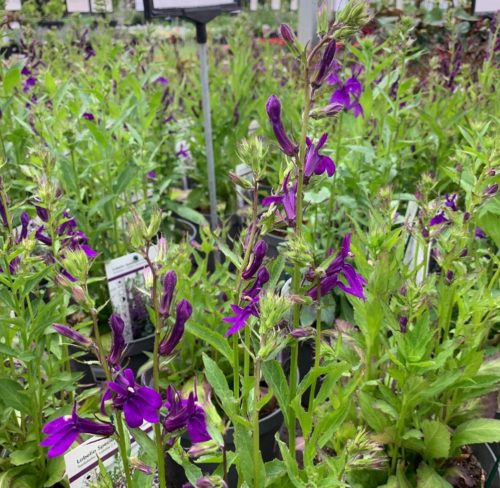 Lobelia speciosa ‘Fan Blue’ (grote pot) - Lobélie