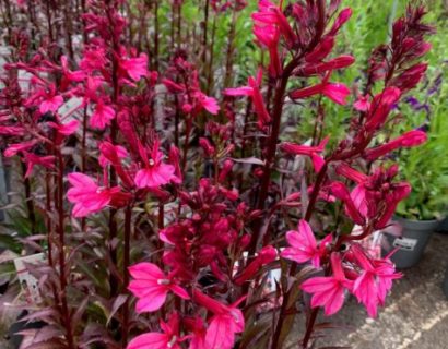 Lobelia speciosa ‘Fan Salmon’ (grote pot) - Lobélie