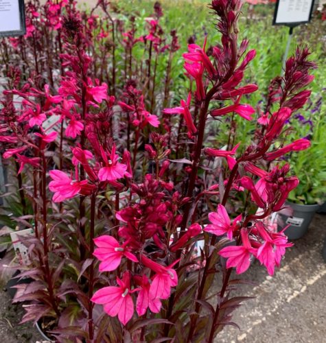 Lobelia speciosa ‘Fan Salmon’ (grote pot) - Lobélie