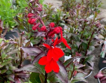 Lobelia speciosa ‘Fan Scarlet’ (grote pot) - Lobélie