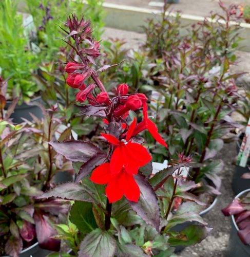 Lobelia speciosa ‘Fan Scarlet’ (grote pot) - Lobélie