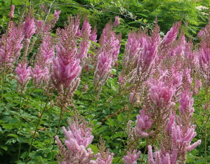 Astilbe chinensis ‘Superba’ (grote pot) - Pluimspirea