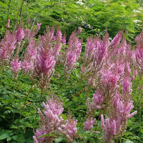 Astilbe chinensis ‘Superba’ (grote pot) - Pluimspirea