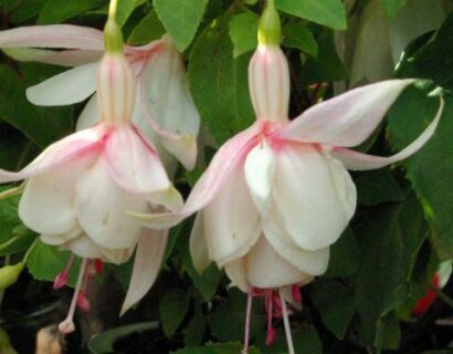 Fuchsia ‘Annabel’ (grote pot) - Bellenplant