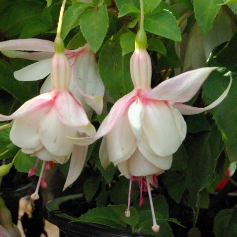 Fuchsia ‘Annabel’ (grote pot) - Bellenplant