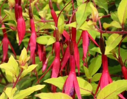 Fuchsia magellanica ‘Aurea’ (grote pot) - Bellenplant