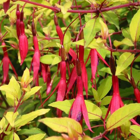 Fuchsia magellanica ‘Aurea’ (grote pot) - Bellenplant