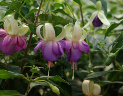 Fuchsia ‘Blue Sarah’ (grote pot) - Bellenplant