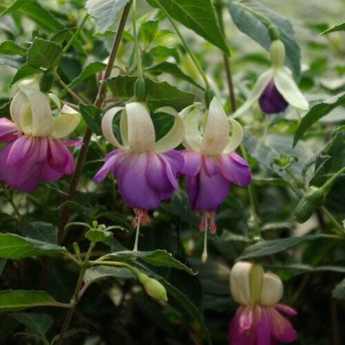 Fuchsia ‘Blue Sarah’ (grote pot) - Bellenplant