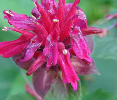 Monarda ‘Bee-Happy’ (grote pot) - Bergamotplant