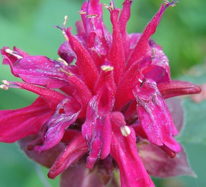 Monarda ‘Bee-Happy’ (grote pot) - Bergamotplant