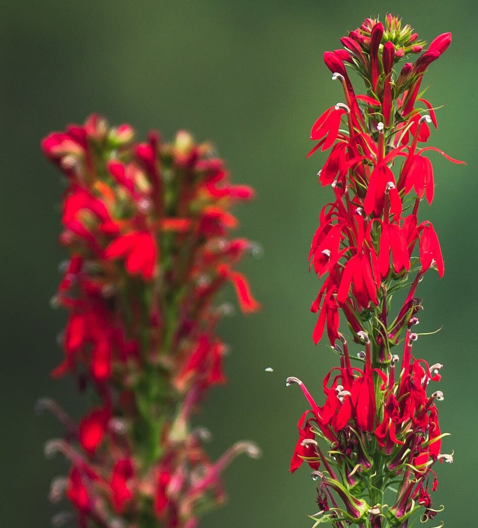 Lobelia speciosa ‘Fan Burgundy’ (grote pot) - Lobélie