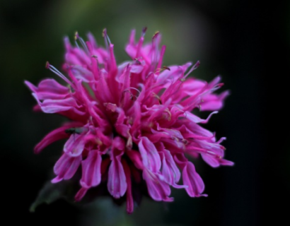 Monarda ‘Bee-Free’ (grote pot) - Bergamotplant