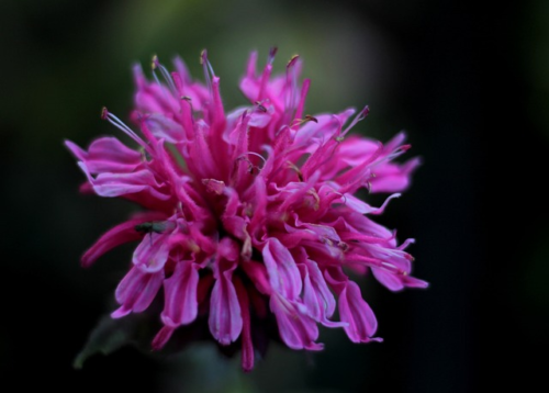 Monarda ‘Bee-Free’ (grote pot) - Bergamotplant