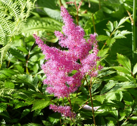 Astilbe chinensis ‘Superba’ (grote pot) - Pluimspirea