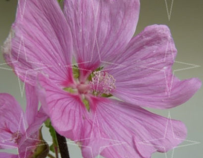 Lavatera ‘Bredon Springs’ (grote pot) - Struikmalva