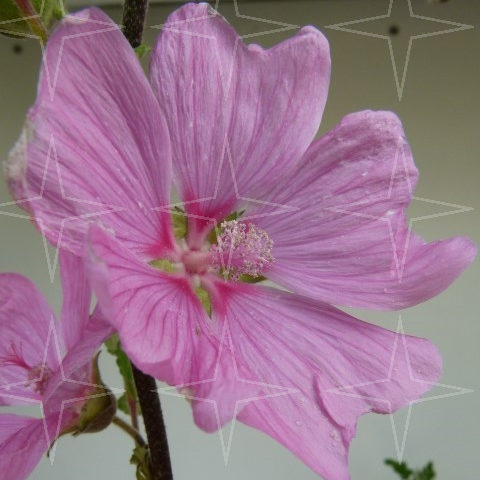 Lavatera ‘Bredon Springs’ (grote pot) - Struikmalva