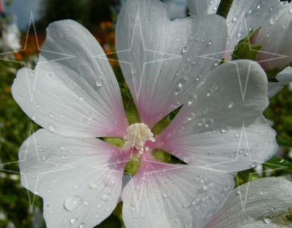 Lavatera ‘Frederique’ (grote pot)