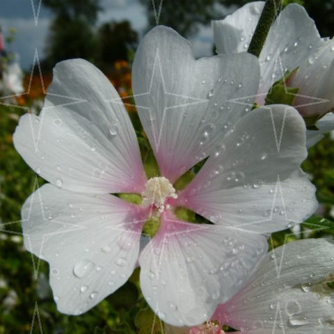 Lavatera ‘Frederique’ (grote pot) - 