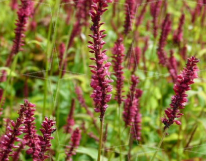 Persicaria amplexicaulis ‘Dark Red’ (grote pot) - Duizendknoop