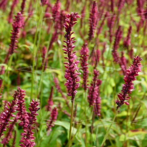 Persicaria amplexicaulis ‘Dark Red’ (grote pot) - Duizendknoop