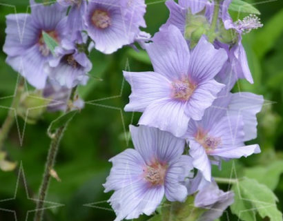 Lavatera ‘Blue Bird’ (grote pot) - Struikmalva