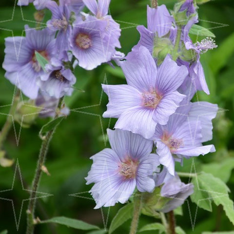 Lavatera ‘Blue Bird’ (grote pot) - Struikmalva