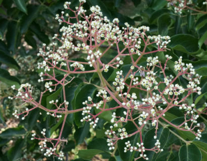 Tetradium daniellii - Bijenboom