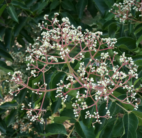 Tetradium daniellii - Bijenboom