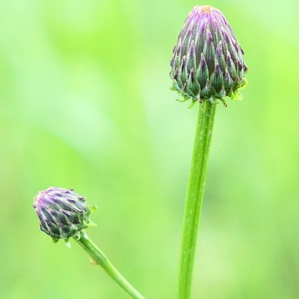 Cirsium rivulare ‘Atropurpureum’ - Vederdistel