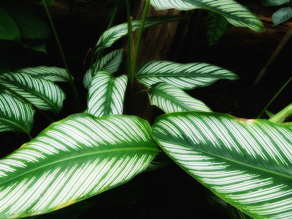 Hoe verzorg ik mijn Calathea (schaduwplant)?