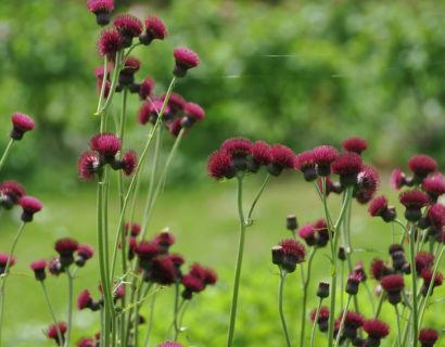 Cirsium rivulare ‘Atropurpureum’ - Vederdistel