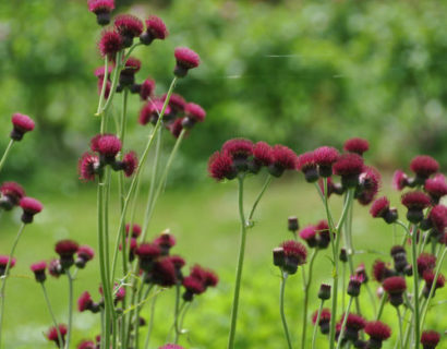 Cirsium rivulare ‘Atropurpureum’ - Vederdistel