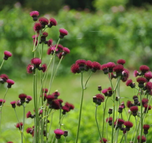 Cirsium rivulare ‘Atropurpureum’ - Vederdistel