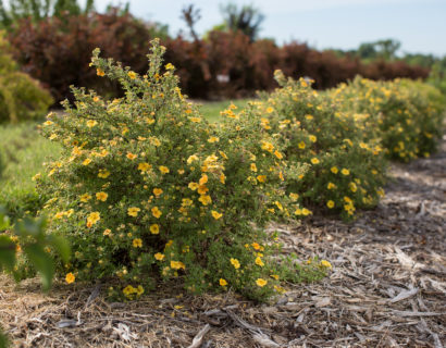 Potentilla fruticosa ‘Citrus Tart’ - Ganzerik