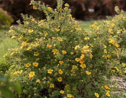Potentilla fruticosa ‘Citrus Tart’ - Ganzerik
