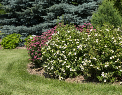 Potentilla fruticosa ‘Crème Brulée’ - Ganzerik