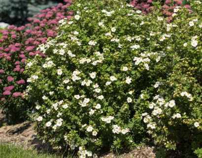 Potentilla fruticosa ‘Crème Brulée’ - Ganzerik