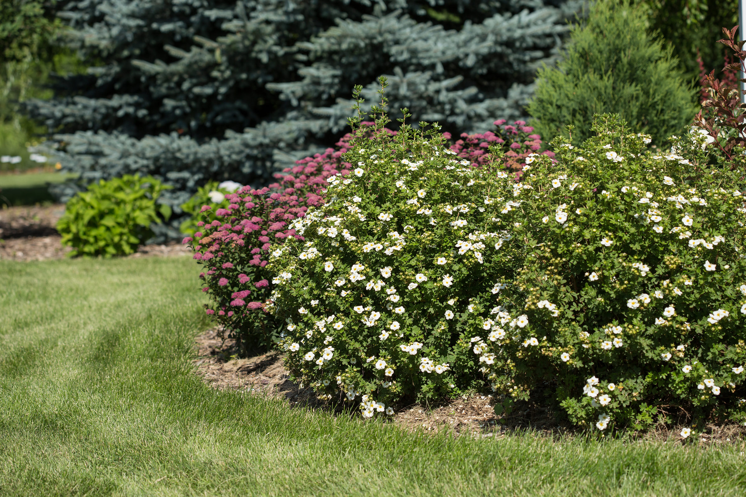 Potentilla fruticosa ‘Crème Brulée’ - Ganzerik