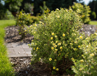 Potentilla fruticosa ‘Lemon Meringue’ - Ganzerik