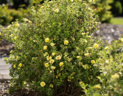 Potentilla fruticosa ‘Lemon Meringue’ - Ganzerik