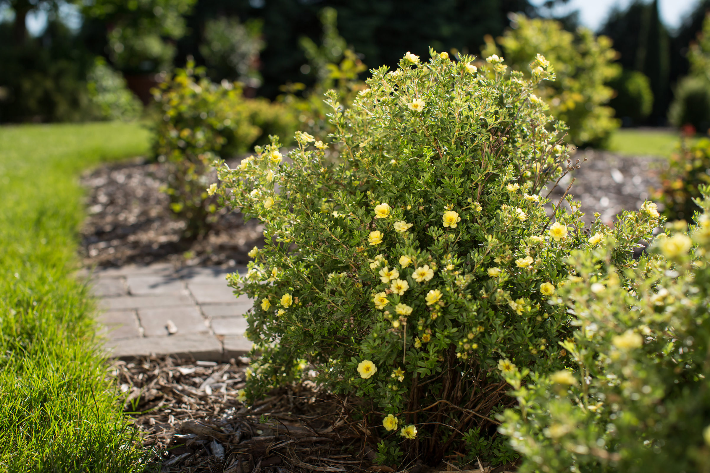 Potentilla fruticosa ‘Lemon Meringue’ - Ganzerik