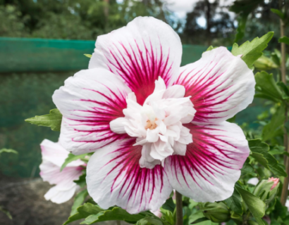 Hibiscus syriacus ‘Starburst Chiffon’