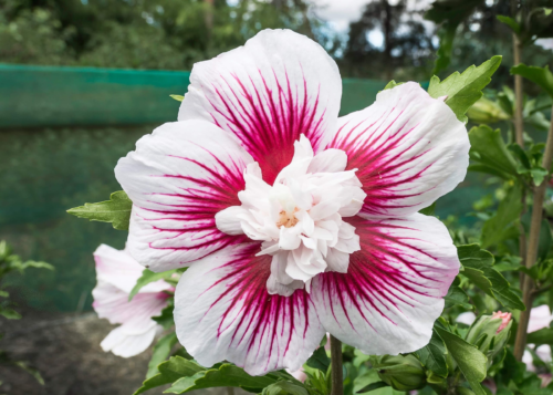 Hibiscus syriacus ‘Starburst Chiffon’ - Altheastruik, heemstroos