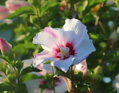 Hibiscus moscheutos ‘Blanc Coeur’ Rouge’ - Altheastruik, heemstroos