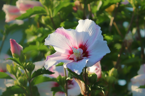 Hibiscus moscheutos ‘Blanc Coeur’ Rouge’ - Altheastruik, heemstroos