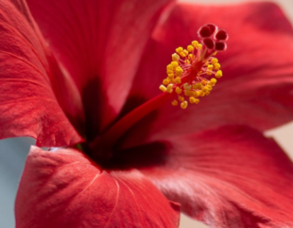 Hibiscus moscheutos ‘Rouge’ - Altheastruik, heemstroos