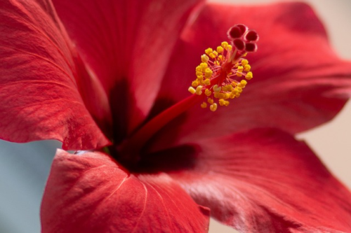 Hibiscus moscheutos ‘Rouge’ - Altheastruik, heemstroos