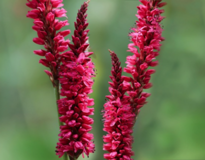 Persicaria amplexicaulis ‘Blackfield’ (grote pot) - Duizendknoop